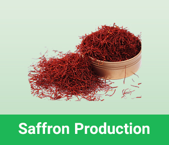 Saffron production