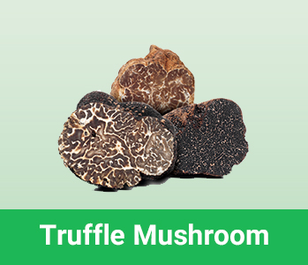 Truffle mushroom