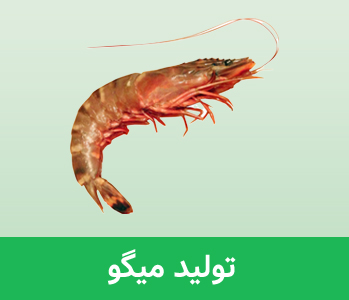 انواع میگو