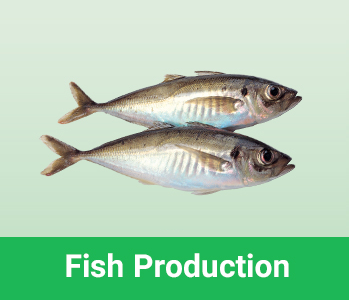 fish production