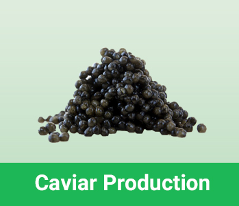 Caviar production