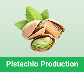 Pistachio production