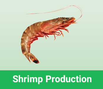 Shrimp production